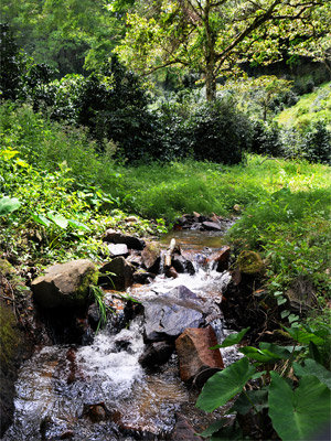 Barú Indian High Estate Stream Photograph